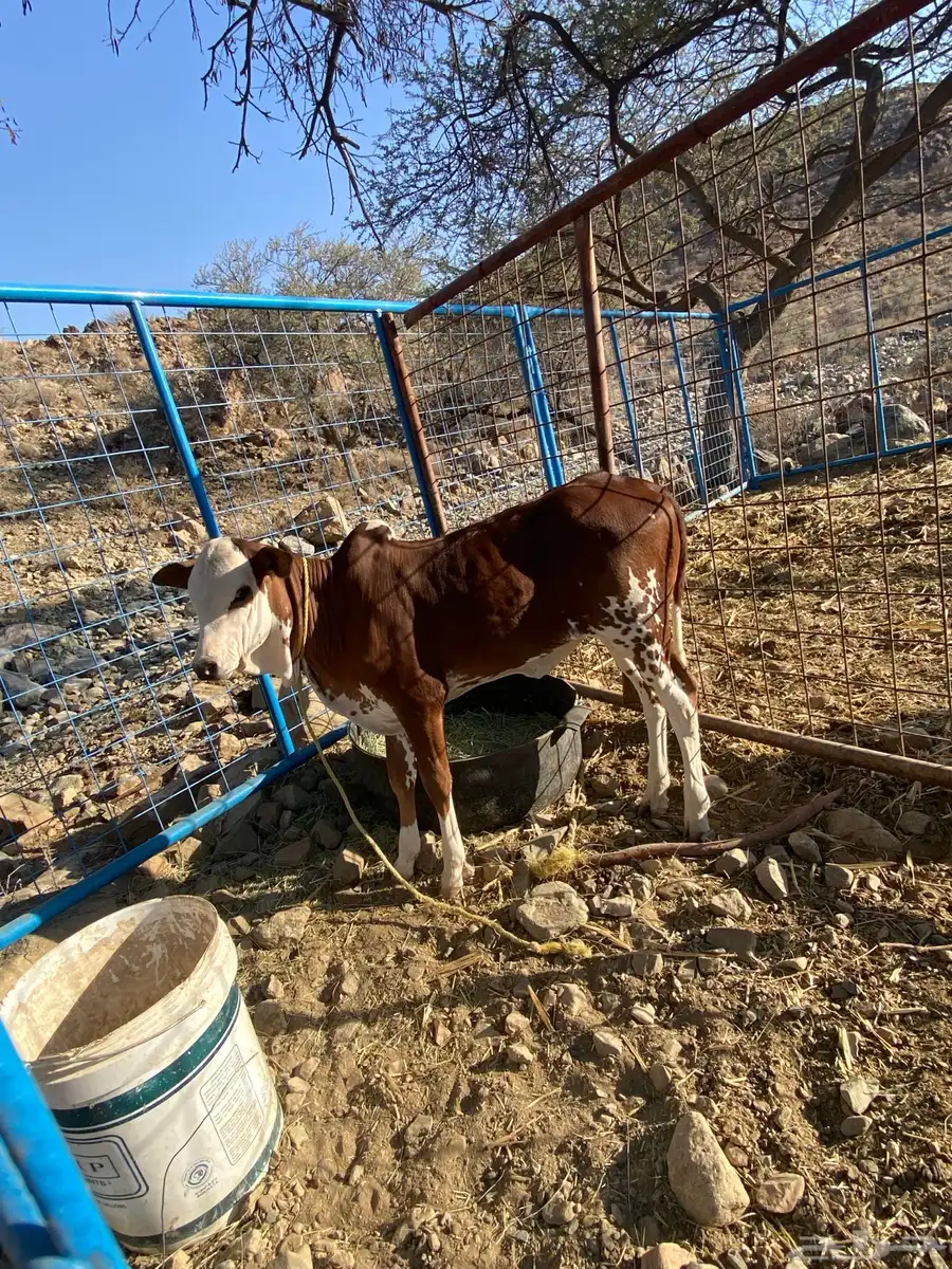 بقره 1