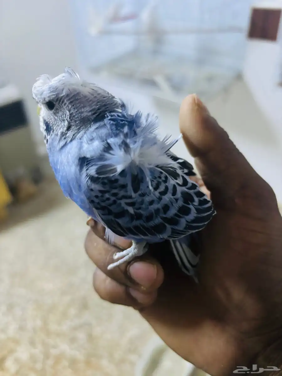 فرخين بادجي 1