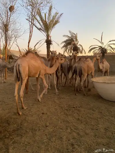 قعدان للمناسبات طيبه 2