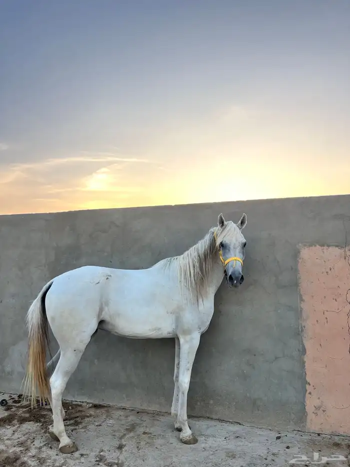 فرس شعبيه 0