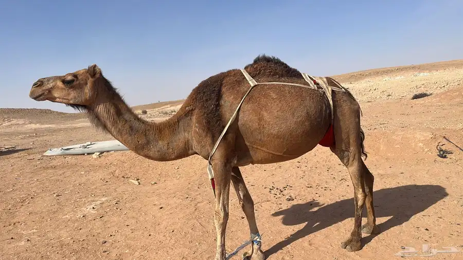 للبيع خلفه حمراء. ساحليه 4