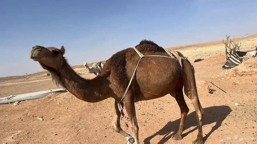 للبيع خلفه حمراء. ساحليه 3