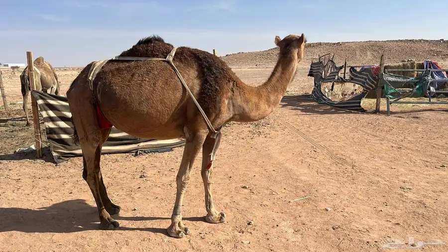 للبيع خلفه حمراء. ساحليه 0