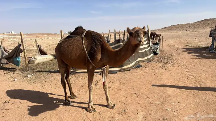للبيع خلفه حمراء. ساحليه 1