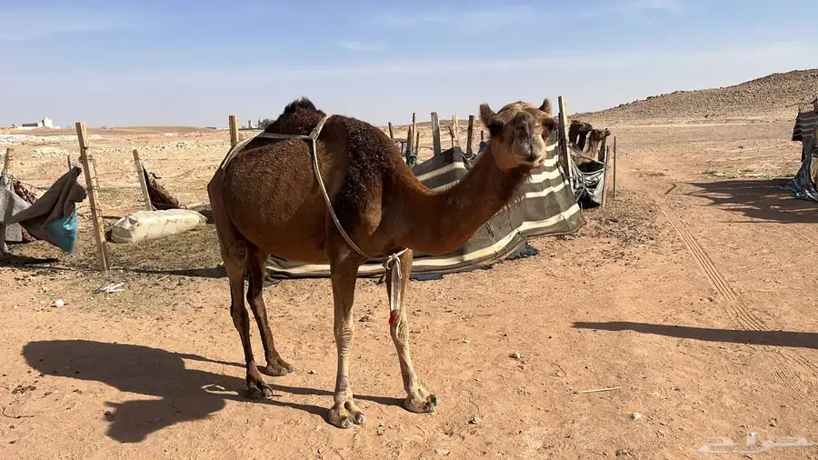للبيع خلفه حمراء. ساحليه 1