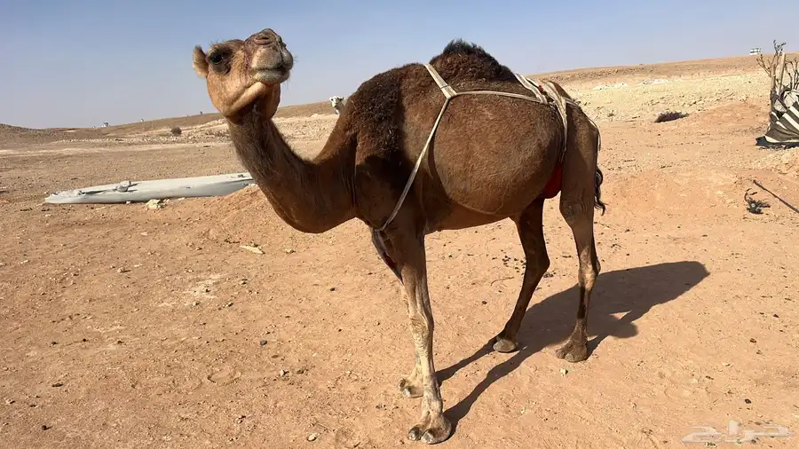 للبيع خلفه حمراء. ساحليه 2
