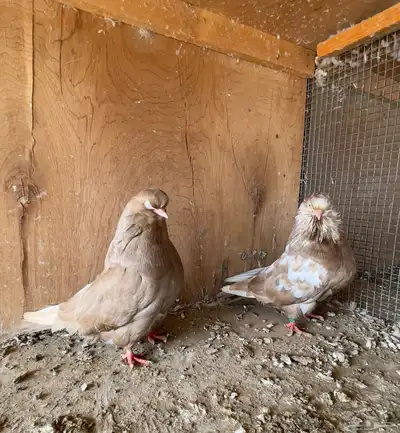 حمام أزواج دمستك لونق فيس 1