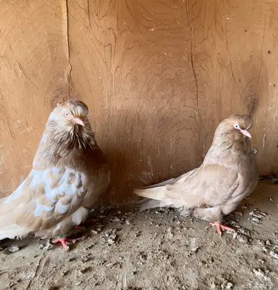 حمام أزواج دمستك لونق فيس 3
