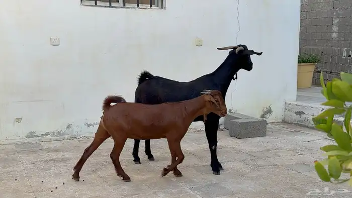 عنز محايليه تحتها جفره 4