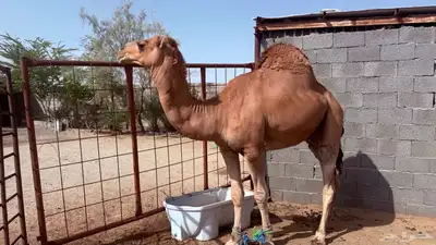 قعود عوادي 2