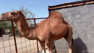 قعود عوادي 0