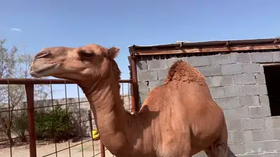 قعود عوادي 3
