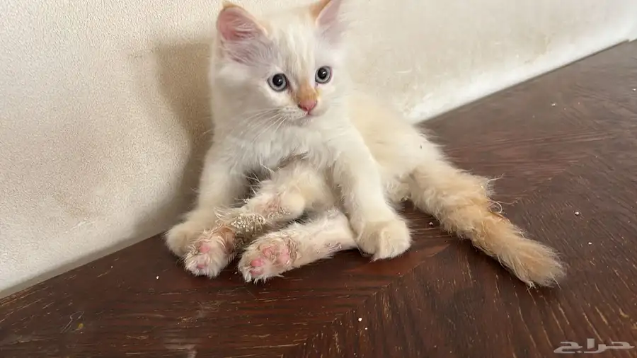 قطط 0