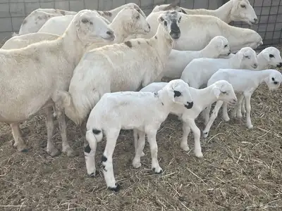 غنم رفيديات ولد غنم طيبه تبارك الله تم البيع 10