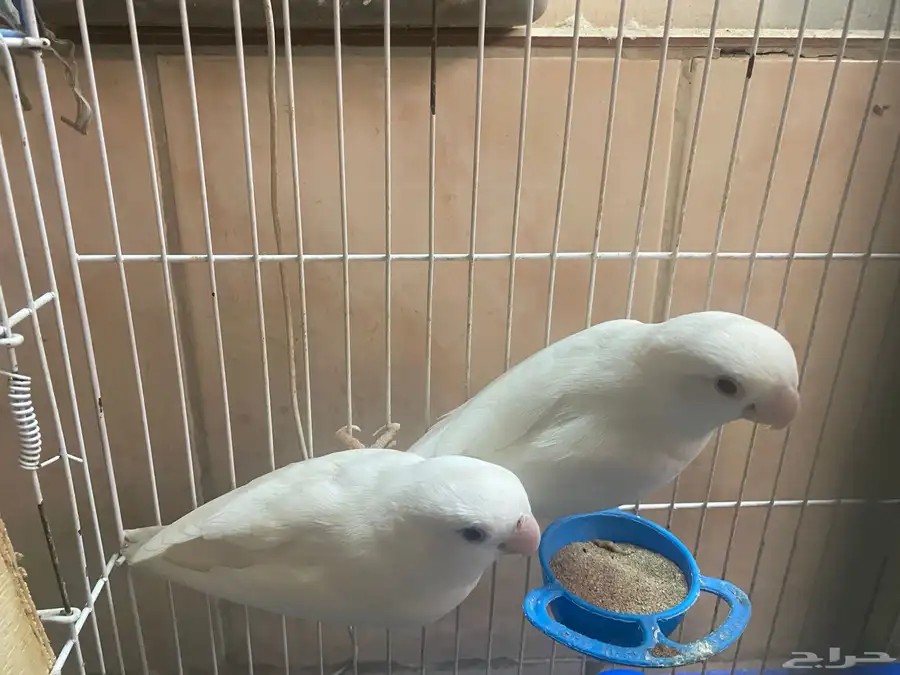 ااا 2
