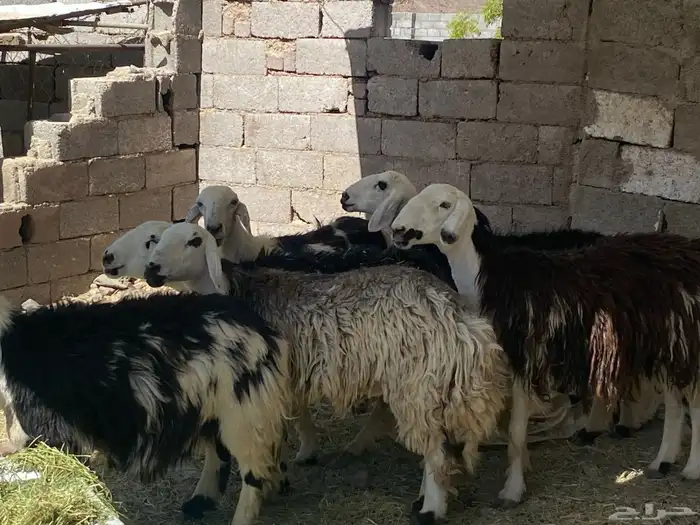 ضأن نجد طيبات مقاني نظيف تم البيع 0