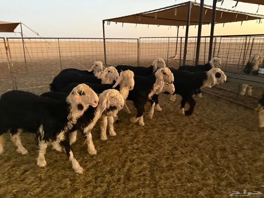 طليان نجد 0