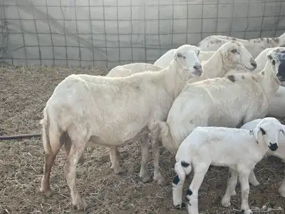 غنم رفيديات ولد غنم طيبه تبارك الله تم البيع 4