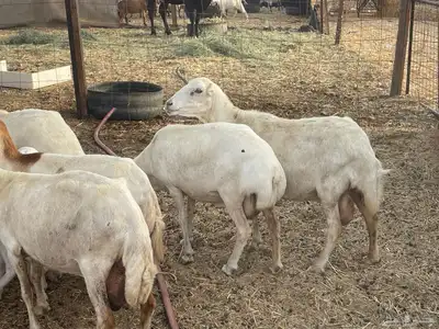 غنم رفيديات ولد غنم طيبه تبارك الله تم البيع 1