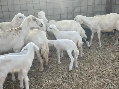 غنم رفيديات ولد غنم طيبه تبارك الله تم البيع 5