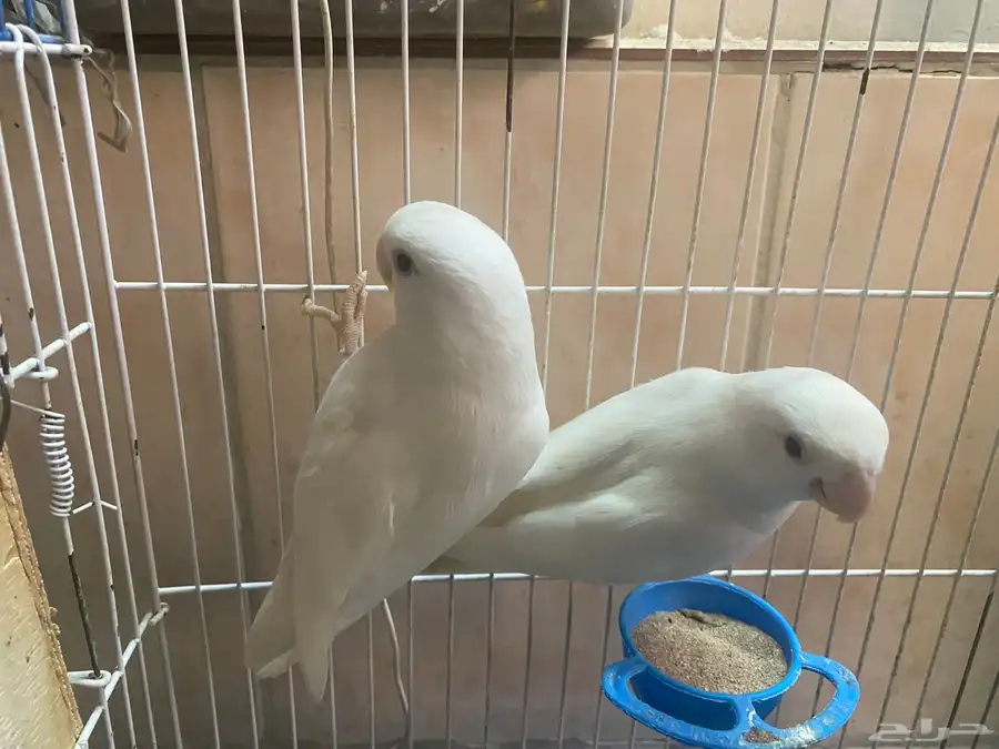 ااا 3