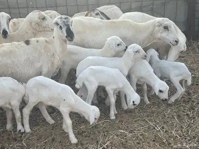 غنم رفيديات ولد غنم طيبه تبارك الله تم البيع 9