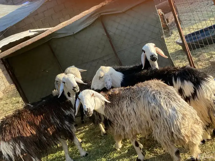 ضأن نجد طيبات مقاني نظيف تم البيع 11