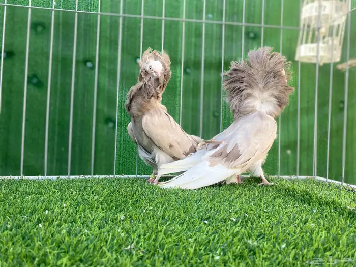 جاكوبين ( تم البيع ) 0