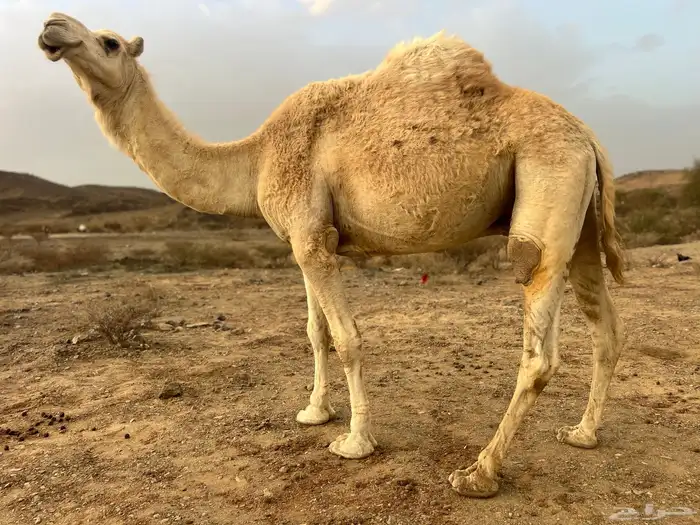 ركبي قليصه الطبع مشروط السن ناب مخصي 1