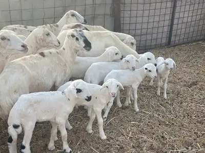 غنم رفيديات ولد غنم طيبه تبارك الله تم البيع 2