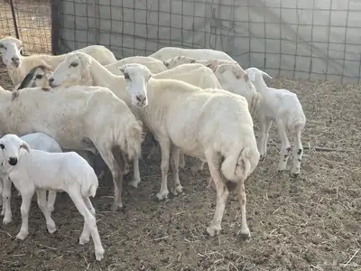 غنم رفيديات ولد غنم طيبه تبارك الله تم البيع 3