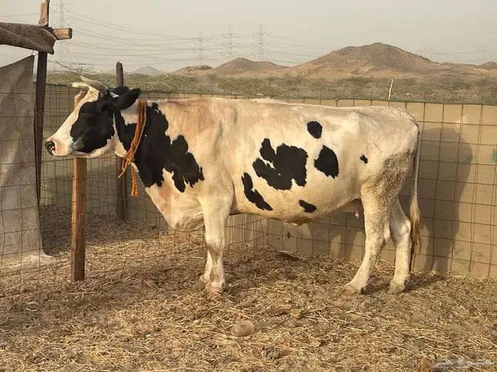 ثنتين بقر هولنديات بقر جروم عاليه تبارك الرحمن تم البيع 6