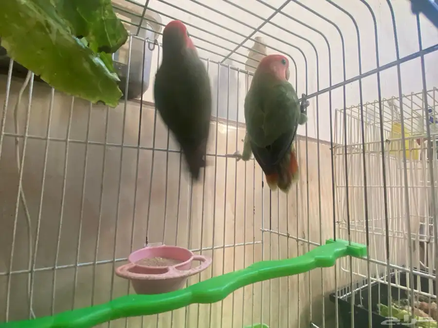 ااا 5