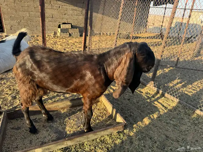 تيوس 4