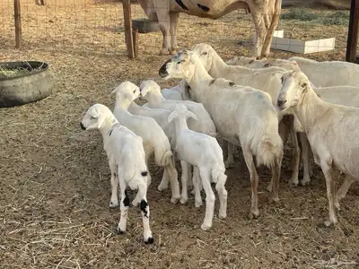 غنم رفيديات ولد غنم طيبه تبارك الله تم البيع 8