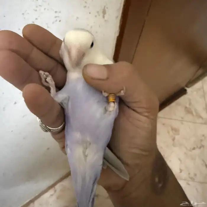 للبيع روز انثي اليفة 5