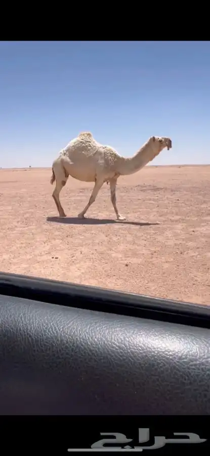 للبيع لقحه وضحى كفوو 0