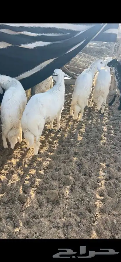 5 خرفان جبر مولده عندي مشروطه 1