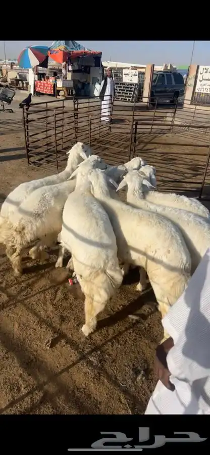 طليان ذبح فاخر بري شرط 2