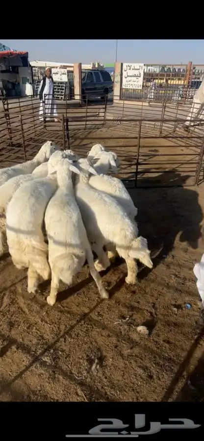 طليان ذبح فاخر بري شرط 1