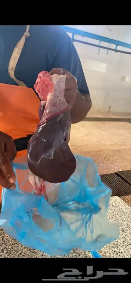 برابر ورفيدي جذع وثني 6