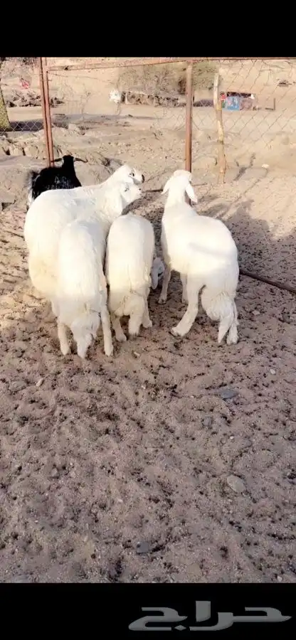 5 خرفان جبر مولده عندي مشروطه 0