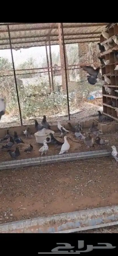 حمام للبيع 0