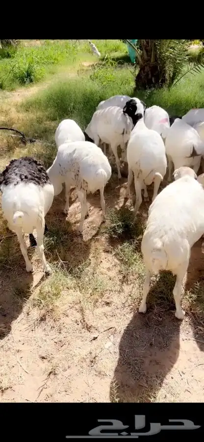 برابر ورفيدي جذع وثني 0