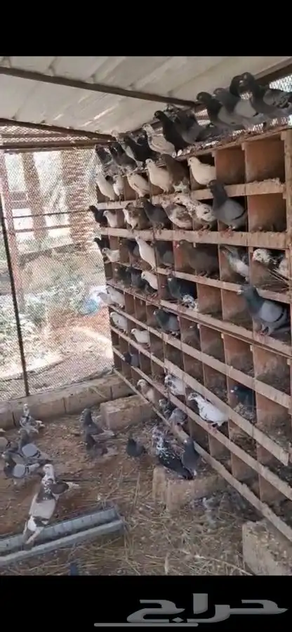 حمام للبيع 2