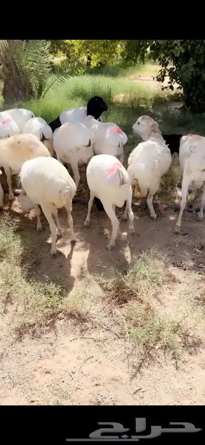 برابر ورفيدي جذع وثني 2