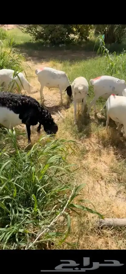 برابر ورفيدي جذع وثني 1