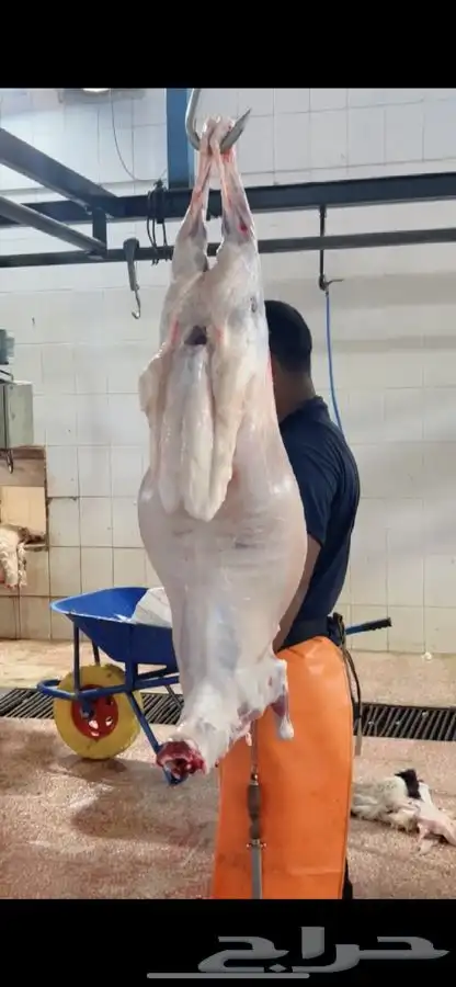 برابر ورفيدي جذع وثني 9