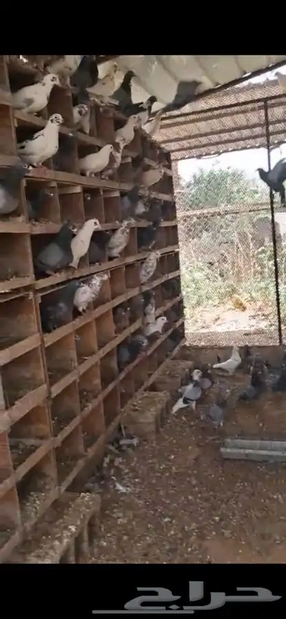 حمام للبيع 1