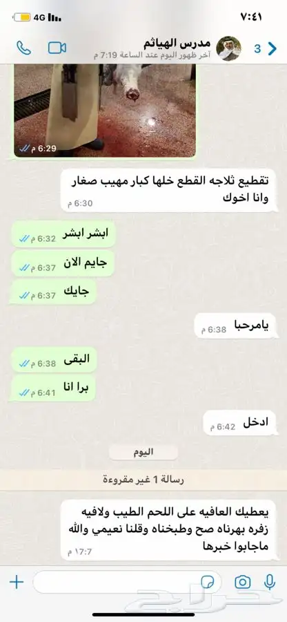 برابر ورفيدي جذع وثني 11